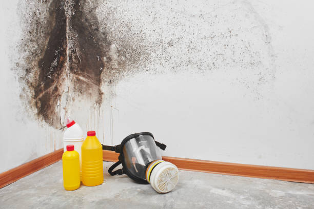 Best Mold Testing and Inspection Services in Tuckahoe, VA