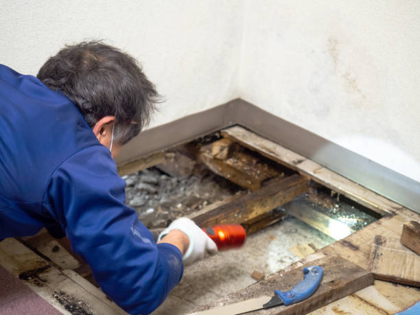 Best Localized Mold Remediation (e.g., coastal areas, humid climates) in Tuckahoe, VA