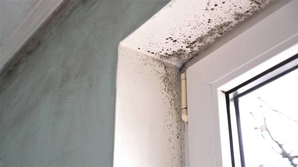 Trusted Tuckahoe, VA Mold Remediation Experts