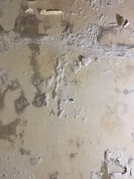 Best Mold Remediation for Specific Building Types in Tuckahoe, VA