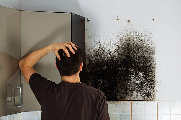 Best Residential Mold Remediation in Tuckahoe, VA